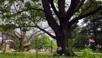 red oak and the red oak rain garden in Urbana, IL