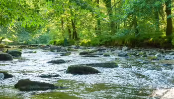 river with water flowing over rocks