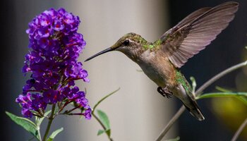 Ruby throated hummingbird 