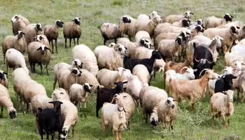 A herd of goats and sheep 