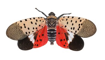 top view of spotted lanternfly 