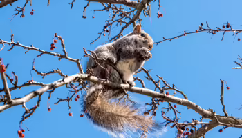 A squirrel in a tree eating an acorn