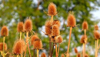 dried stand of wild teasel