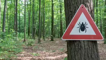 A tick warning sign on a tree in the woods 