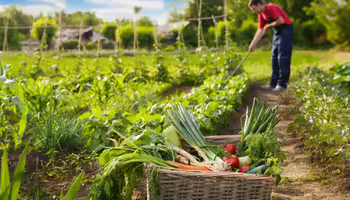 A person tending to their vegetable garden 