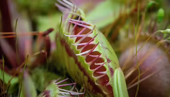 venus flytrap plant