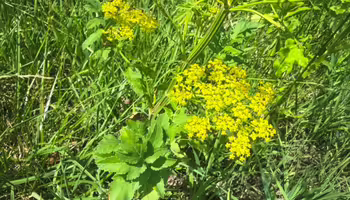 yellow flower and green leaves of wild parsnip plant