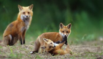 red fox playing on a forest path