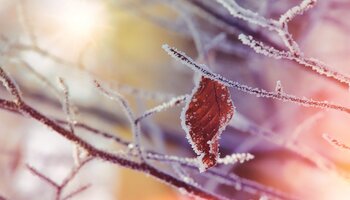 bare tree branches with frost