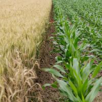 Corn and wheat crops