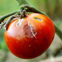 Diseased tomato