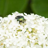 Green beetle in a white hyndrangea flower. 