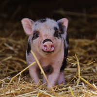 young piglet on hay
