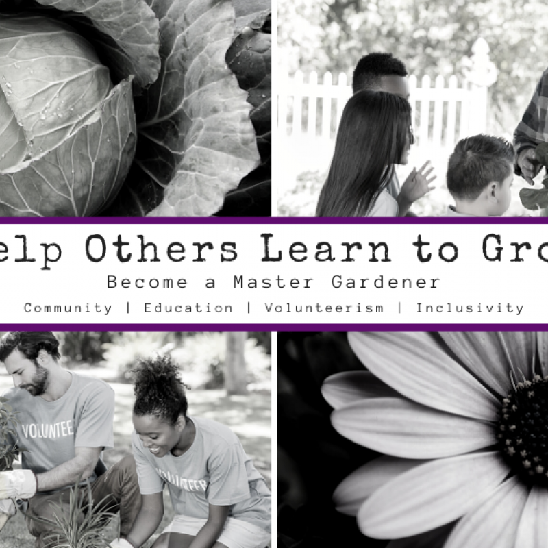 Black and white photo with cabbage, flower, 2 groups of people.