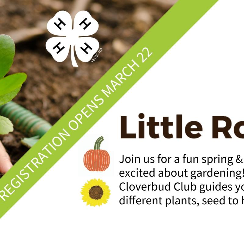 child hands planting a vegetable plant in soil