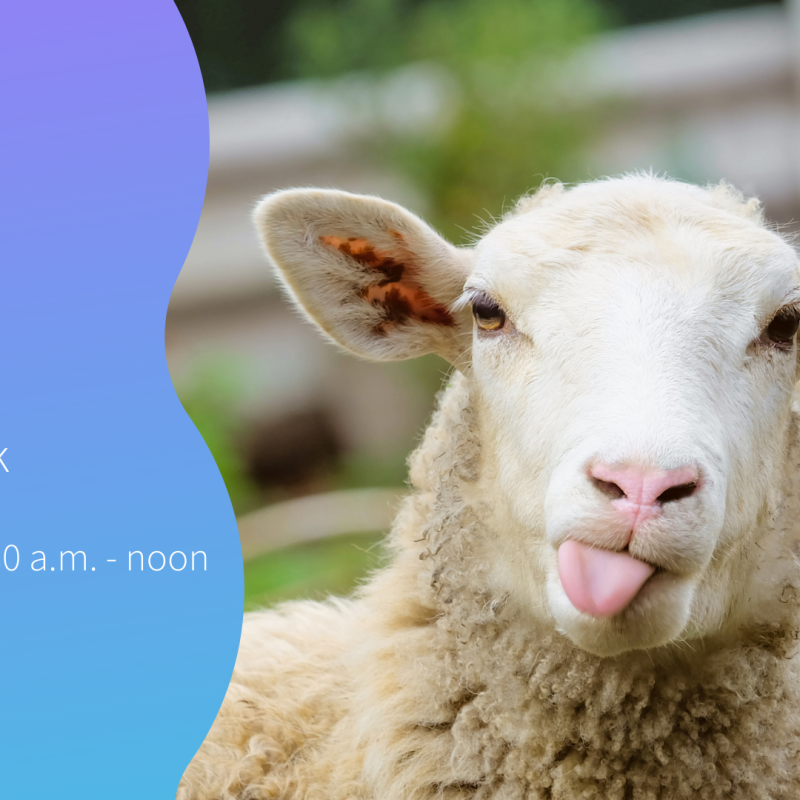 picture of sheep with text stating 4-H livestock quiz bowl February 21 from 9:30-noon