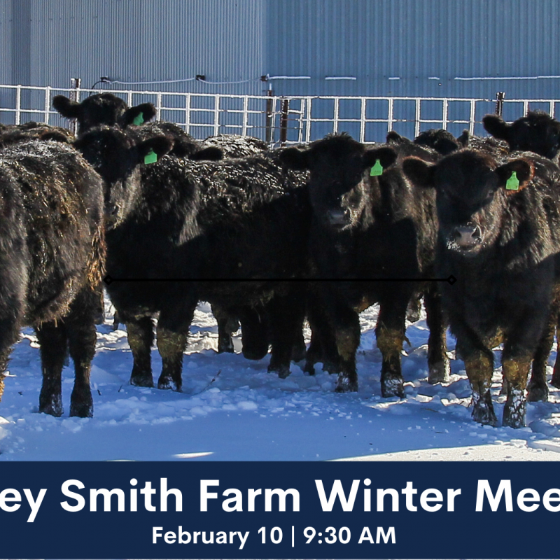 cows in the winter at Dudley Smith Farm