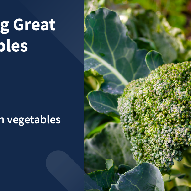 graphic: Growing Great Vegetables, cool season vegetables. Photo: broccoli. 