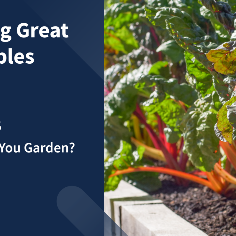 graphic "Growing Great Vegetables" photo: rainbow chard in raised bed garden