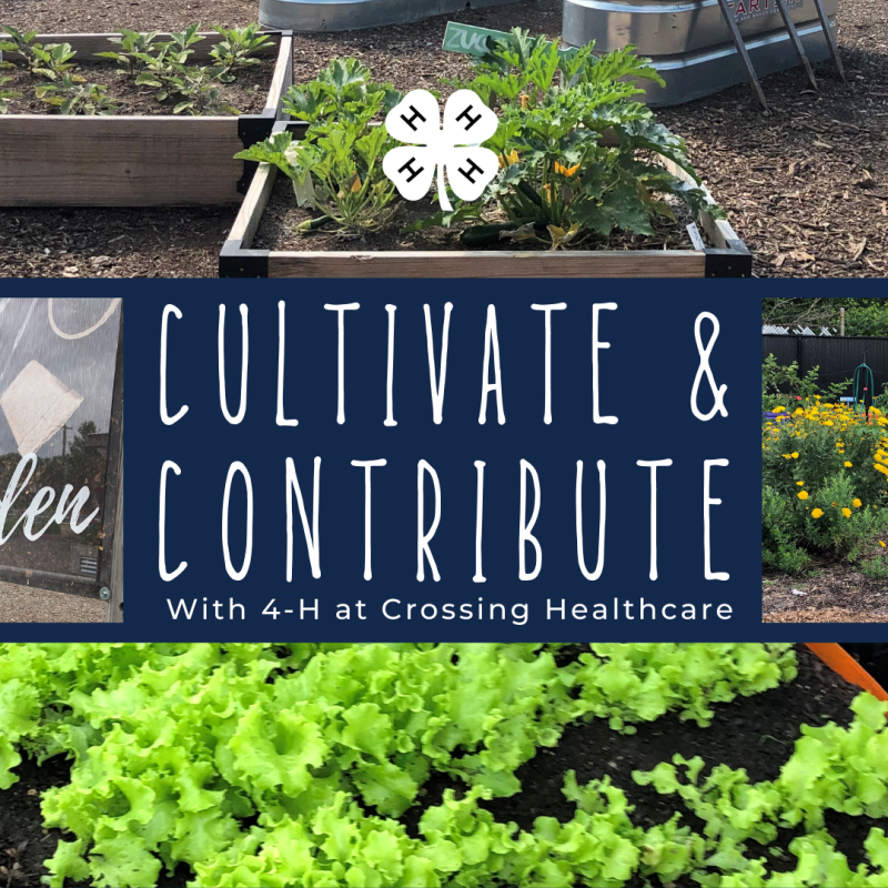 planter and garden background with white text over navy "Cultivate & Contribute with 4-H at Crossing Healthcare", middle top "white 4-H clover"