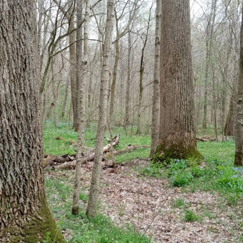 Southern Illinois Forest Photo
