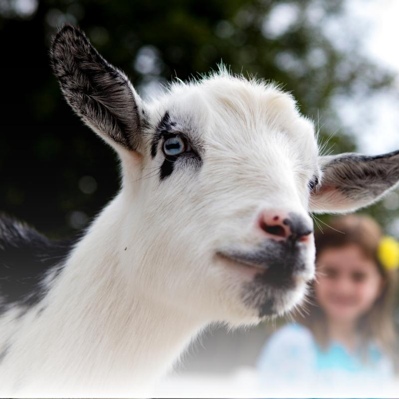 Close-up of white and black goat with smiling girl in background