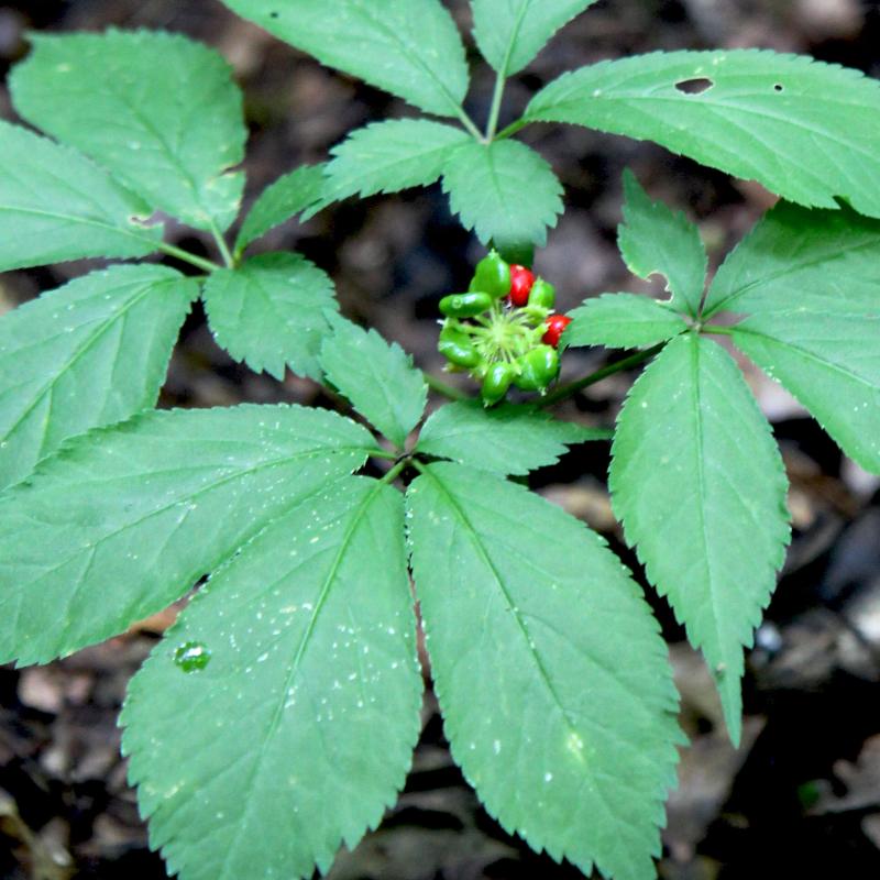 Ginseng photo by Chris Evans