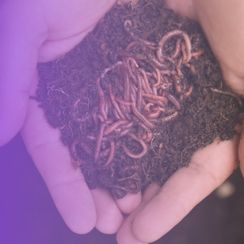 hands holding red wiggler worms for vermicomposting