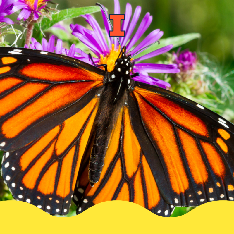 A monarch butterfly on a purple flower. 