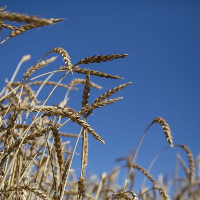Mature wheat crop against blue sky