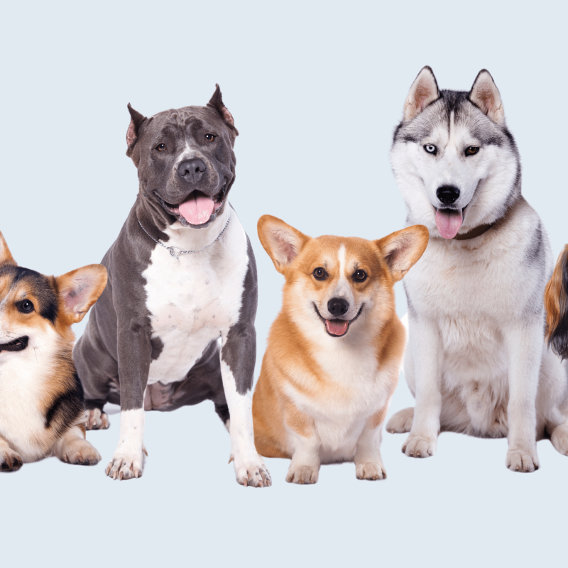 Different Breeds of dogs on light blue background