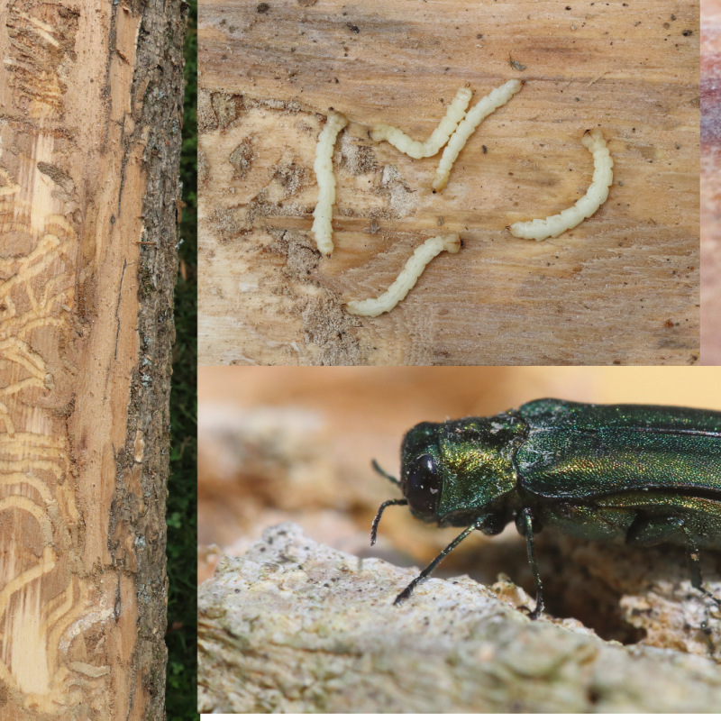Emerald ash borer beetle and larvae