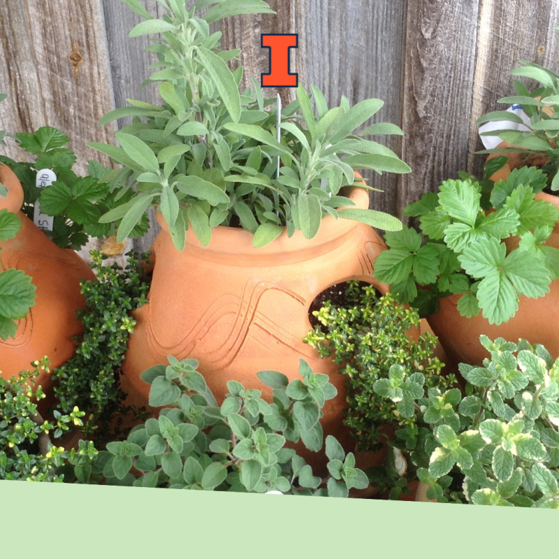 Different types of herbs growing in clay pots