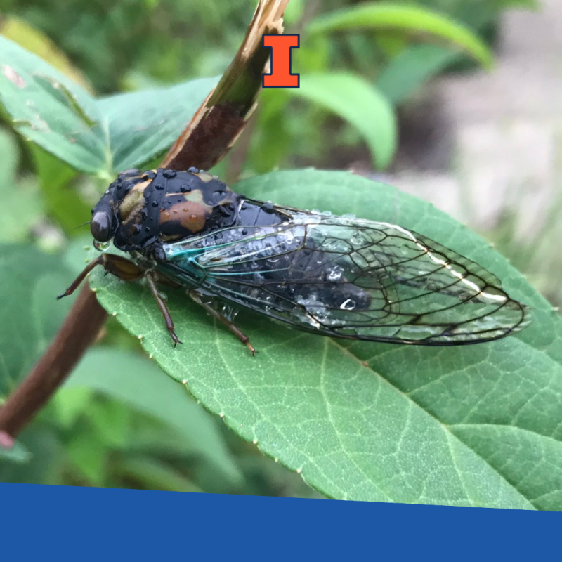 A cicada on a green leaf