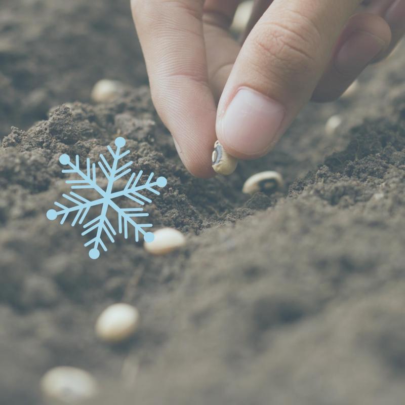 Decorative image of person sewing seeds with a snowflake