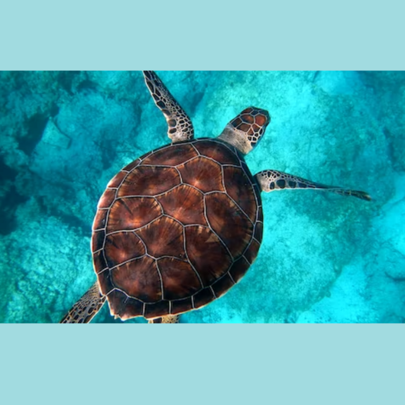 seat turtle in blue ocean
