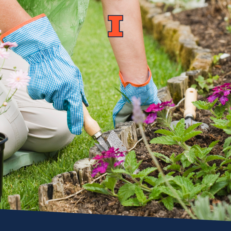 A person kneeling next to a garden bed wearing blue gloves using a trowel to dig a hole to plant a flower.