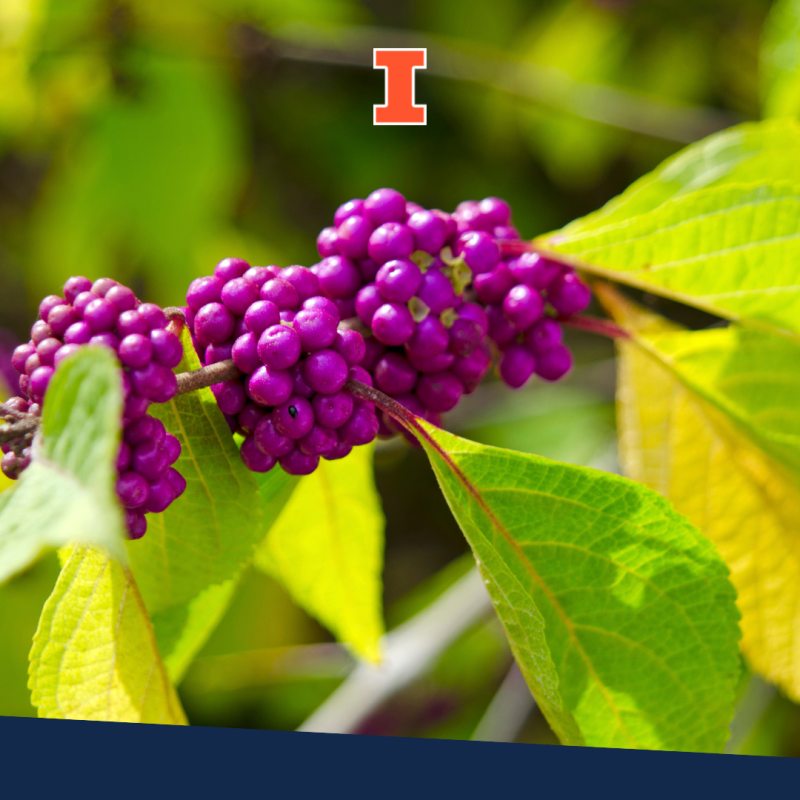 Beautyberry plant
