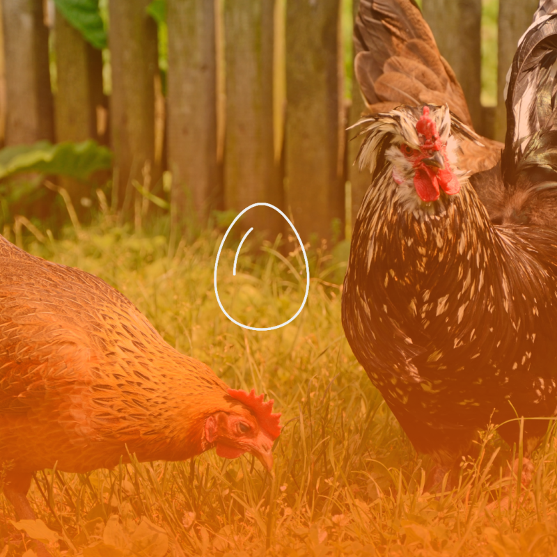 Chickens in backyard with graphic of egg over the top of image.