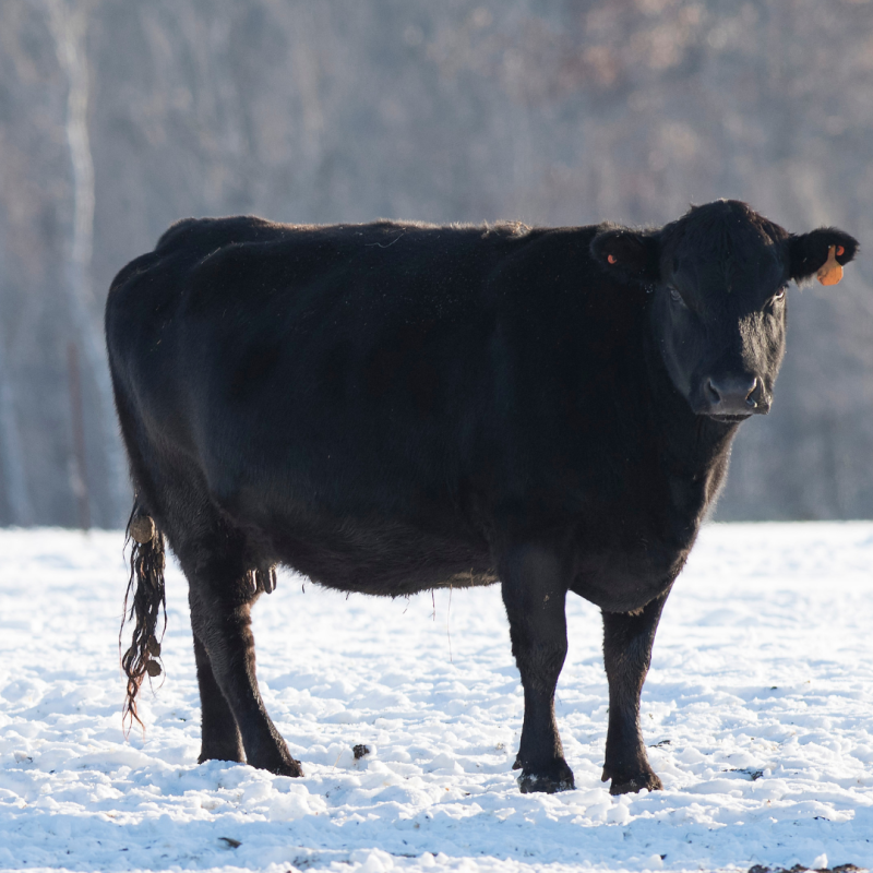 angus cow in the snow