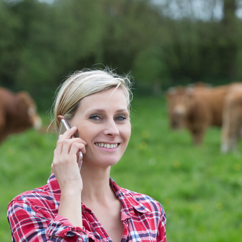 woman farmer in field with cows