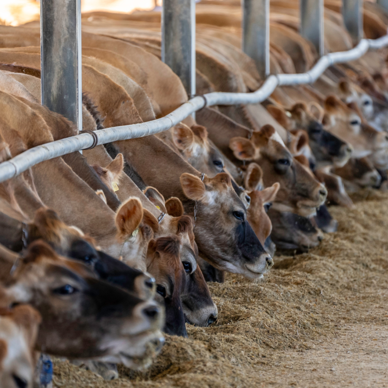 cows eating in barn