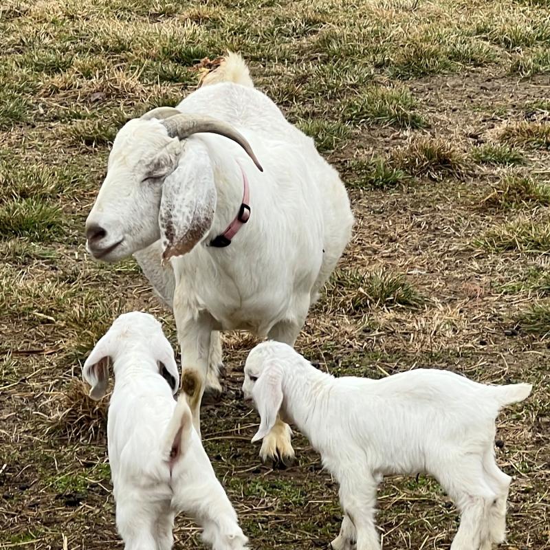 Three goat herds