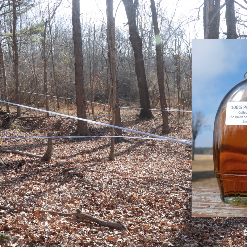 A bottle of maple syrup in front of a maple forest