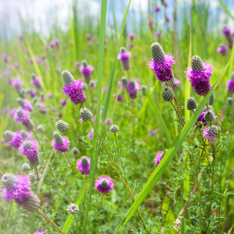 Photo of purple prairie wildflowers