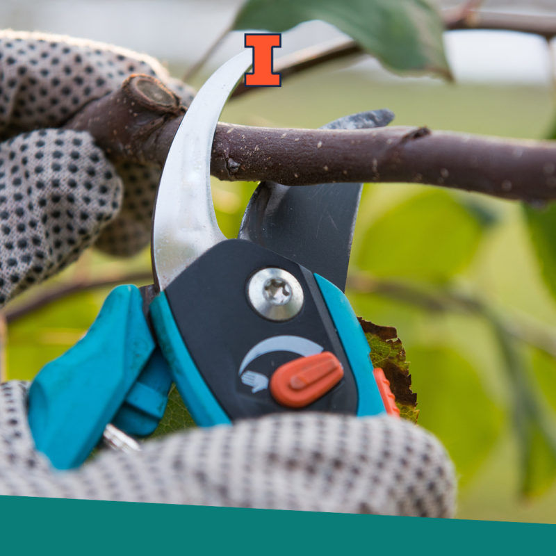 Pruning a fruit tree with a small pair of pruning shears.