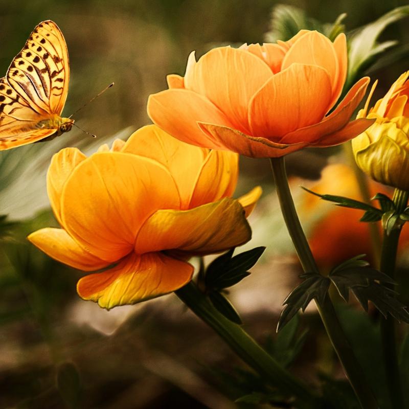 A butterfly and two flowers. 