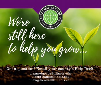 We're still here to help you grow. Photo of seedlings.