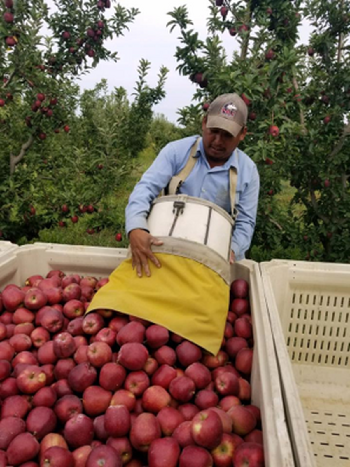 Field worker harvesting apples at Flamm Orchards
