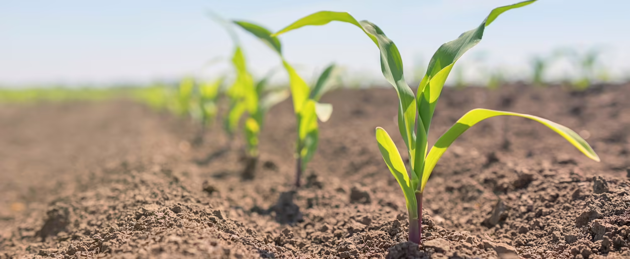 Row of emerging corn seedlings
